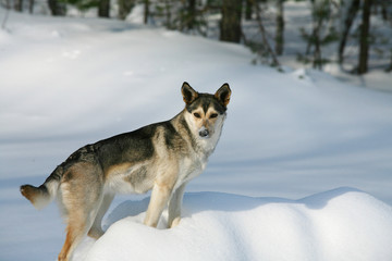 portrait of a dog