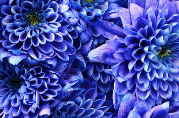 Details of blue flower for background or texture
