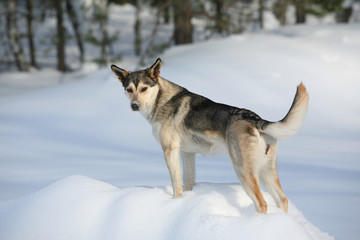 Naklejka premium portrait of a dog