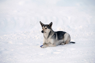 Naklejka premium portrait of a dog