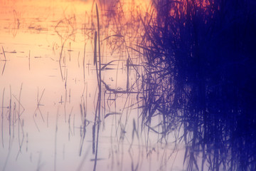 The reed in the evening. Tranquil scene.