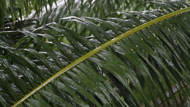 palm leaf in the rain
