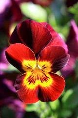 Close-up red pansy with yellow heart