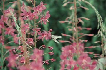 Willowherb - Epilobium Angustifolium. Blooming Sally . Purple Alpine Fireweed.