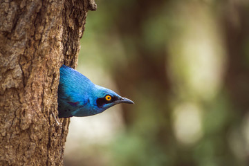 Burchell's Glossy-Starling in Kruger National park, South Africa