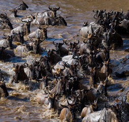 Wildebeests are crossing Mara river. Great Migration. Kenya. Tanzania. Masai Mara National Park. An excellent illustration.