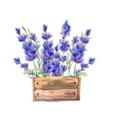 Lavender in wooden box