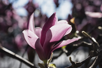 Flowered magnolia in Brianza (Italy)