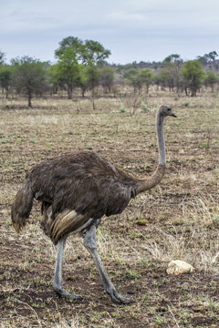 African Ostrich in Kruger National park, South Africa