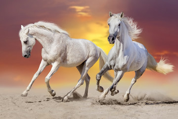 Two beautiful  white stallion run in desert against sunset sky