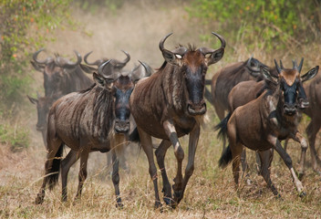 Naklejka na ściany i meble Wildebeests running through the savannah. Great Migration. Kenya. Tanzania. Masai Mara National Park. An excellent illustration.