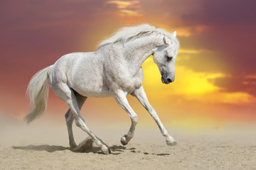 Beautiful  white stallion run in desert against sunset sky