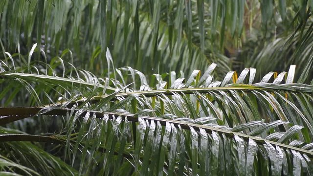 palm leaf in the rain which sound
