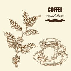 Hand drawn coffee twig and cup of coffee. Vector illustration