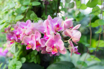 beautiful Red vanda orchids with other plant and leaves (selecti