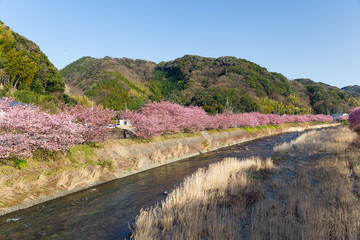 Fototapeta na wymiar Sakura tree with river