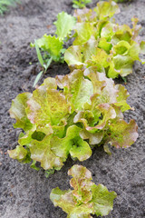Fresh lettuce leaves in the garden, close up