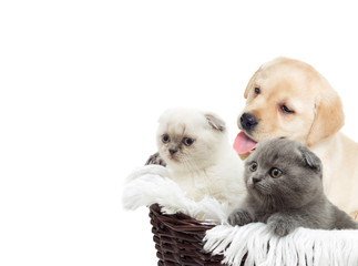 kitten and puppy