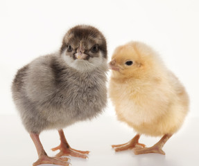 Obraz premium Small fluffy chickens