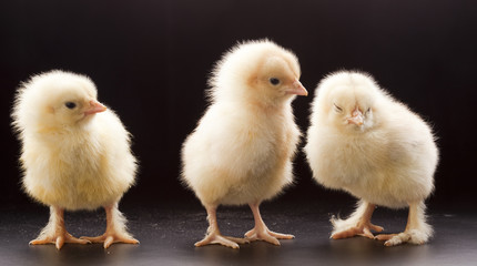 Small fluffy chickens