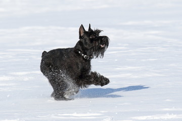 The young dog plays on snow