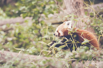 Panda roux