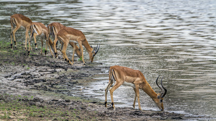 Impala in Kruger National park, South Africa
