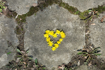 Serce z wiosennych kwiatów na tle betonowej starej płyty