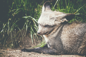 Otocyon renard africain