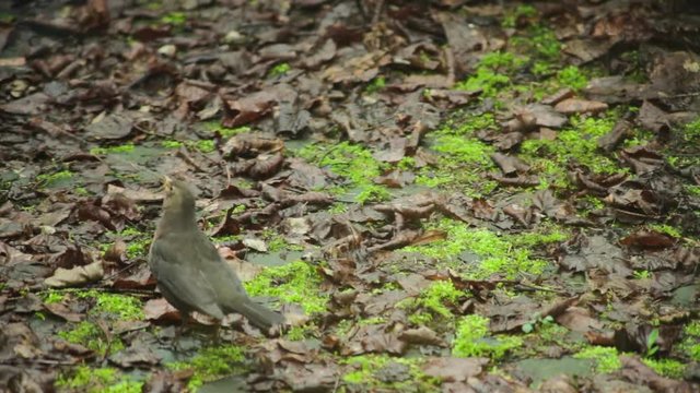 Amsel Weibchen tr&auml;gt Schnabel voll Nistmaterial zum Nest