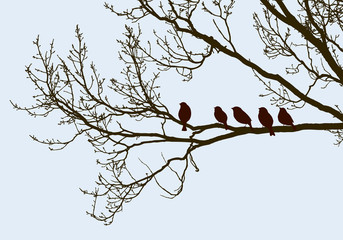 birds on the tree in the spring