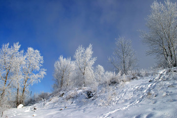 winter landscape