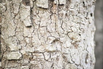 tree bark in blur background