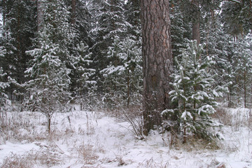winter Forest
