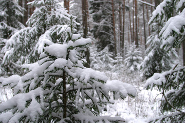 winter Forest