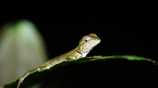 Oriental garden lizard Calotes versicolor on leaf
