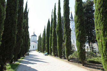 avenue of cypress trees