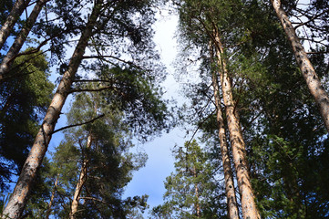 Upward view of old Pinus sylvestris trees - Scots pine trees - in clear day with blue sky