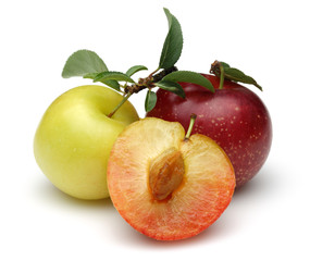 Plum