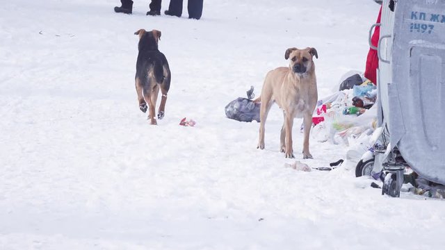 Dogs on snow in garbage