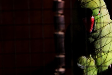 Rose-ringed Parakeet in the shadow grid. (Psittacula krameri)