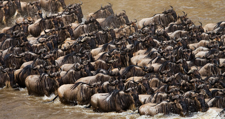 Wildebeests are crossing Mara river. Great Migration. Kenya. Tanzania. Masai Mara National Park. An excellent illustration.