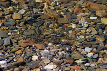hiking utensils in the river