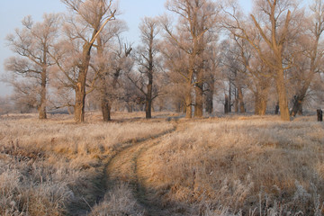 The arrival of winter