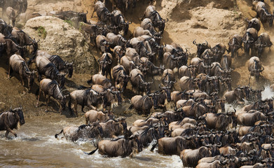 Wildebeests are crossing Mara river. Great Migration. Kenya. Tanzania. Masai Mara National Park. An excellent illustration.