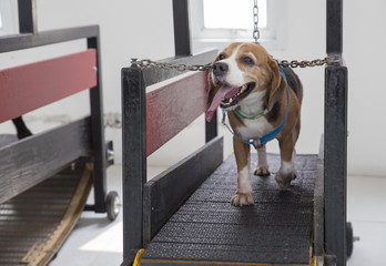 Dog run exercise at dog running machine