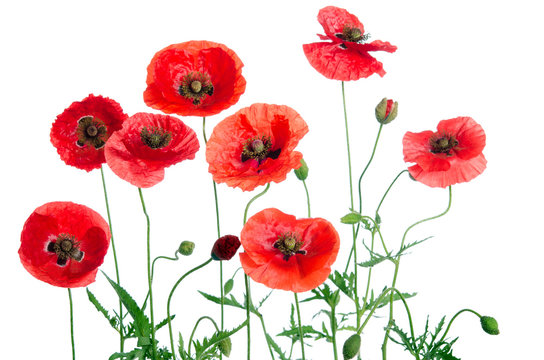 red poppies isolated on white background