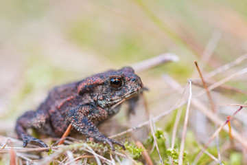 Fototapeta premium Common toad in grass