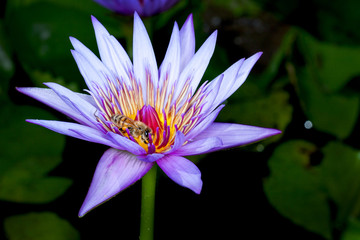 Blue Beauty Waterlily