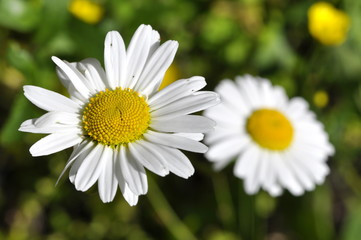 Obraz na płótnie Canvas White daisy flowers